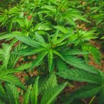 Провоз семян конопли законодательство и регламенты images461.jpg