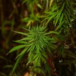 Семена Конопли Свойства Применение и Приобретение в Симферополе images78.jpg