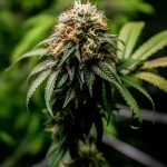 Сорт конопли Afghan feminised от Ganja Seeds: характеристики и преимущества images79.jpg