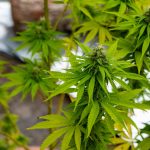 Сорта семян конопли и их особенности images83.jpg