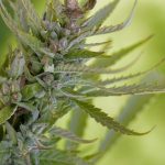 Выращивание конопли из семян: подготовка, посадка и уход images85.jpg